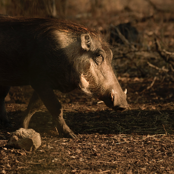 Sean's Hog Hunt